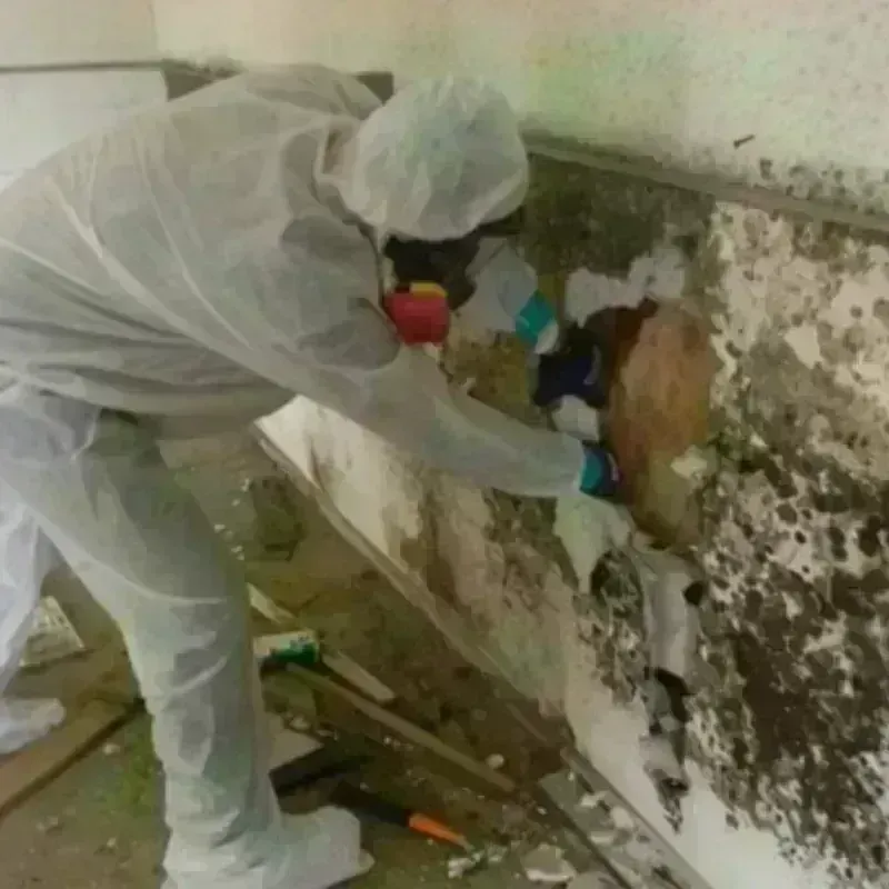 Mold Remediation and Removal in McDonald County, MO